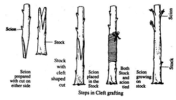 1269_Cleft grafting.png